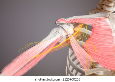 Shoulder Pain Neuralgia, Chest Muscle, Human Skeleton Anatomy, 3d Illustration	
