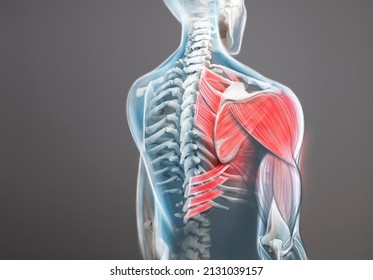 Shoulder   trapezius pain  Man view from back  back arm pain  3d illustration