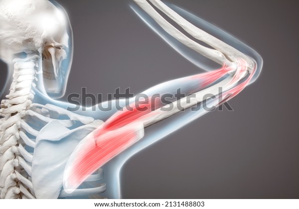 Shoulder and trapezius pain. Man view\
from back, back arm pain, 3d\
illustration	\
