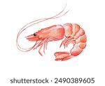 Shrimps , seafood, crustacean , watercolor , food illustrations, hand painted