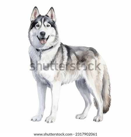 SIBERIAN HUSKY watercolor portrait painting illustrated dog puppy isolated on transparent white background