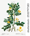 Siberian pea tree (Robinia caragana) (1801-1819) by Pierre-Joseph Redoute. Yellow floral plant. Vintage yellow botanical flower art drawing illustration, old painting art print of yellow flower.