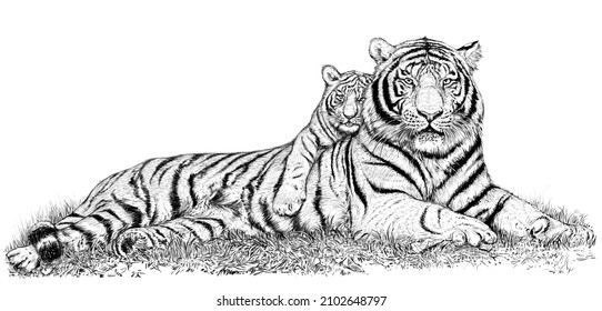Siberian Tiger Mom and Cub  two tigers (Digital Drawing)