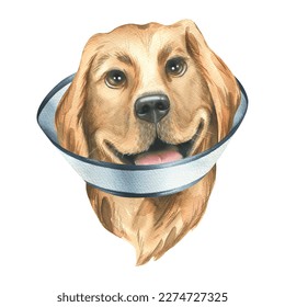 A sick dog in a protective, veterinary collar, golden retriever breed. Watercolor illustration. An isolated object from the VETERINARY collection. For the design and decoration of clinics, medicines. - Powered by Shutterstock