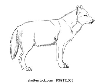 Side Illustration Of A Eastern Timber Wolf