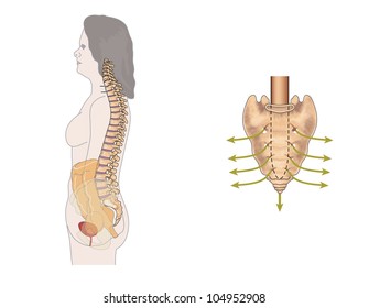 Side View Of The Bowel, Spinal Column And Sacral Nerves, To Show The Nerves Involved In Bowel Control