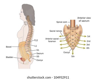 Side View Of The Bowel, Spinal Column And Sacral Nerves, To Show The Nerves Involved In Bowel Control