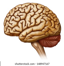 Side View Of Brain