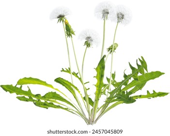 Side view of dandelion plant