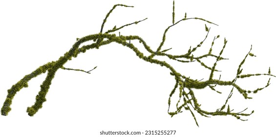 Side view of dead tree