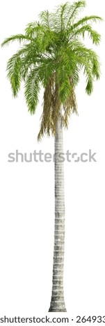 Side view of imperial palm tree - Roystonea Oleracea