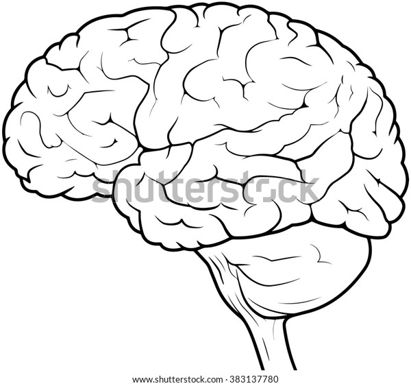 Side View Line Drawing Human Brain のイラスト素材