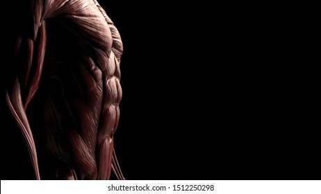 Side view of male lower body chest and abs muscles 3d render