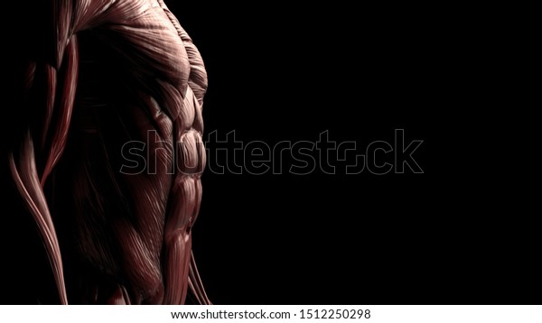 Side view of male lower body chest and abs muscles\
3d render
