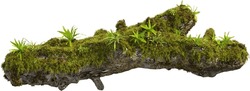 Side View Of Mossy Trunk