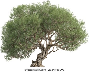Side view of Olive Tree