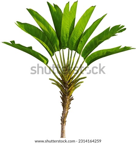 Side view of palm tree