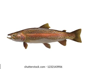 Side View Of Rainbow River Trout 3d Render