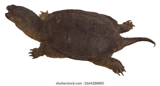 Side view of a snapping turtle in motion
