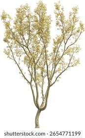 Вид дикого яблони - Malus Micromalus