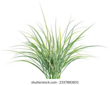 Side view of wild grass