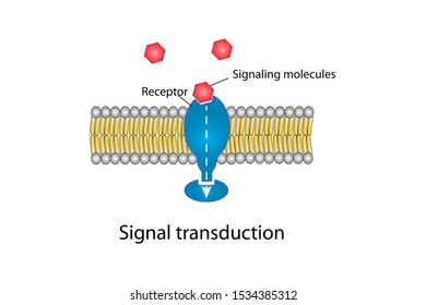 Signaling Molecules Bind At Receptor Site For Transduction