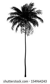 Silhouette Of Areca Palm Tree Isolated On White Background