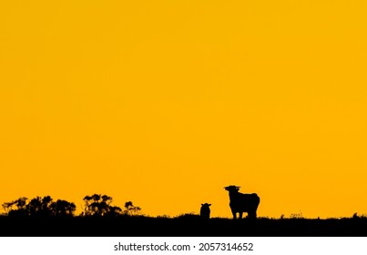 Silhouette of a cow and calf on an orange background.