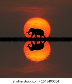 Silhouette Elephants In The Landscape On Blurry Sunset.