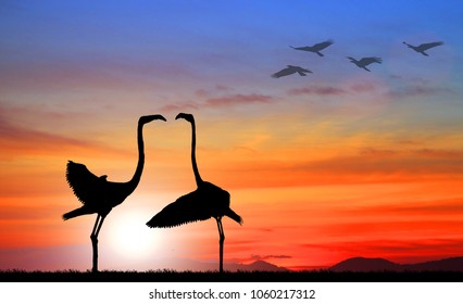 Silhouette of flamingo at sunset
