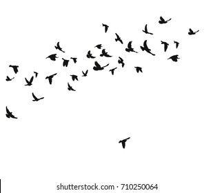 Silhouette Flying Birds Stock Illustration 710250064 | Shutterstock