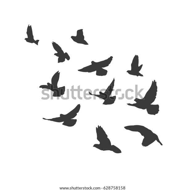 Silhouette Flying Birds On White Background Stock Illustration ...