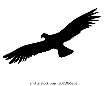 8,968 Condor silueta Images, Stock Photos & Vectors | Shutterstock