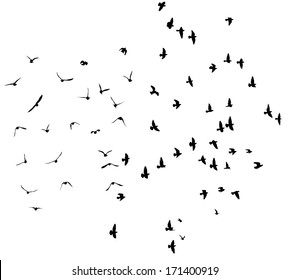 Flying Bird Back High Res Stock Images Shutterstock