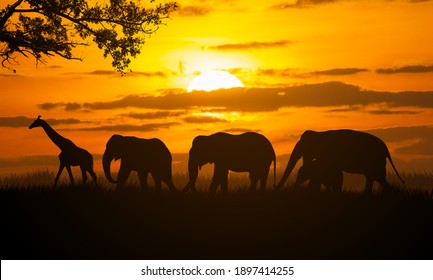 Silhouette Giraffe And Elephants Walking At Safari With Sunset Background