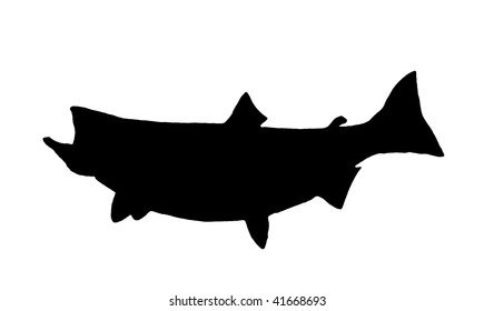 A Silhouette Of A Great Lakes Chinook (King) Salmon