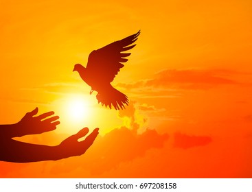 Silhouette Of One Hand Desire To Dove Fly On Sunset Time