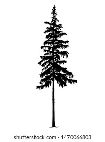 Silhouette Tall Skinny Pine Tree Hand Stock Illustration 1892867281 ...