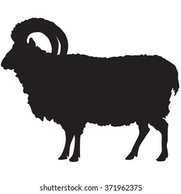 Silhouette Of A Sheep Or Ram