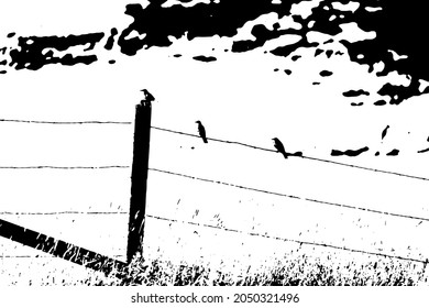 Silhouette Three Birds On Barbed Wire