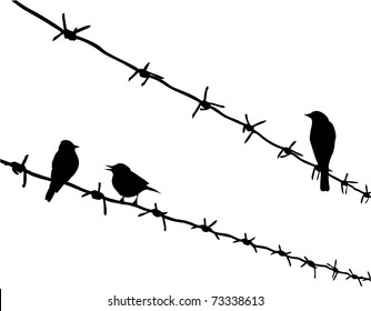 Silhouette Three Birds On Barbed Wire