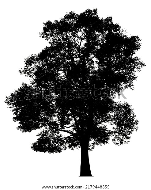 Silhouette Tree Isolated White Background Clipping Stock Illustration ...