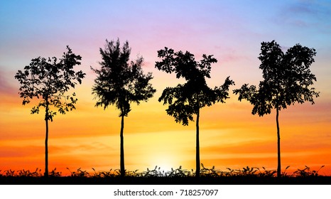 silhouette tree on sunset