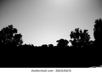 Silhouette of trees and grass, 
Texture frame