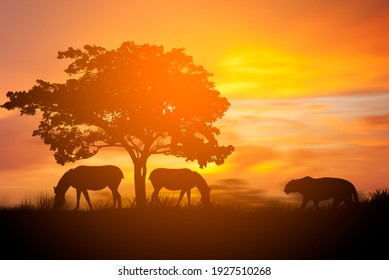 Silhouette Zebra And Tiger At Safari With Sunset Background