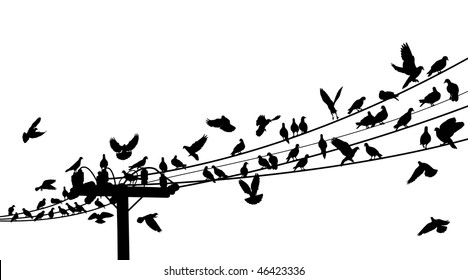 Silhouettes Of Birds Roosting On Telegraph Wires