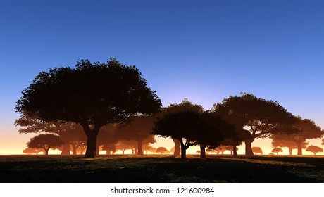 Silhouettes of trees at sunset.