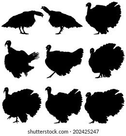 Silhouettes of turkeys.  illustration.