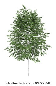 Silver Birch Tree Isolated On White Background