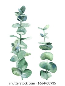 Silver Blue Eucalyptus Branch. Botanical Plant Leaves. Design For Wedding Invitation, Greeting, Card, Post Card And Textile. Watercolour Illustration On White Background.